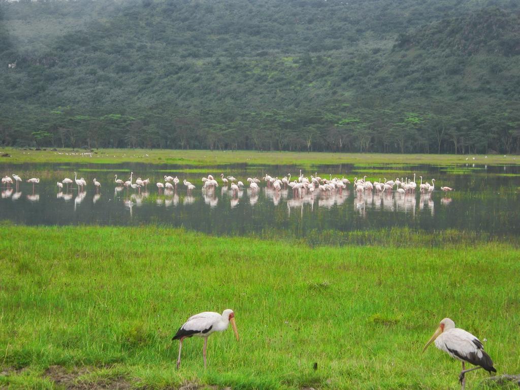 Lake Naivasha Resort Exterior photo